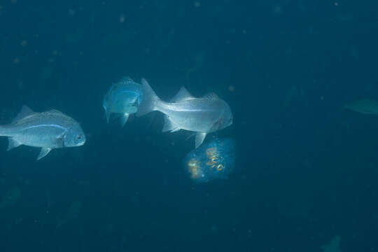 Image of Peruvian grunt