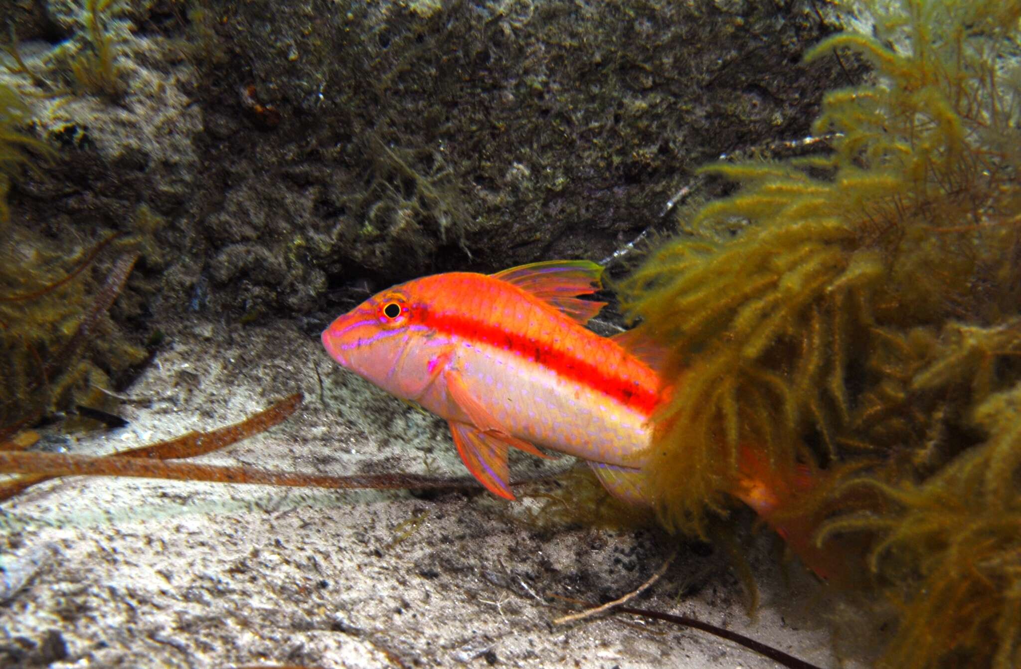 Image of Black-striped goatfish