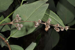 Image of Deutzia pulchra S. Vidal