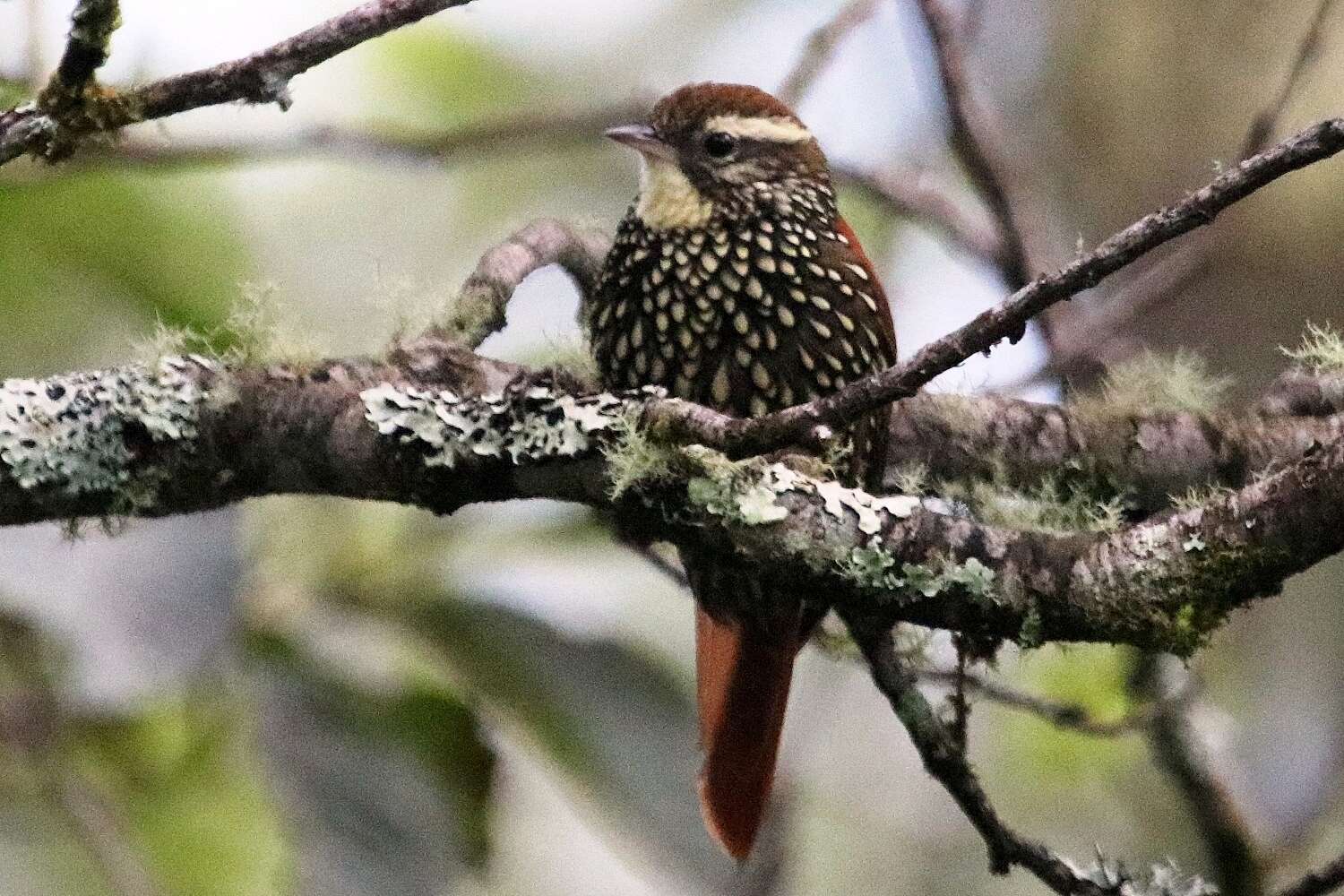 Image of Pearled Treerunner