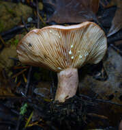 Image of Lactarius xanthogalactus Peck 1907