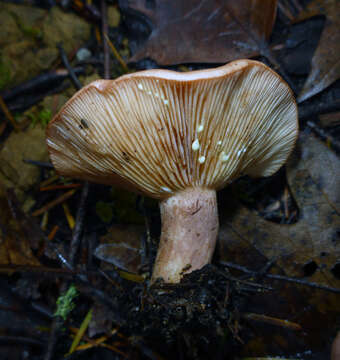 Image of Lactarius xanthogalactus Peck 1907