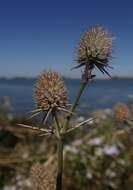 Imagem de Eryngium articulatum Hook.