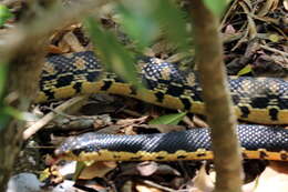 Image of Malagasy hognose snake