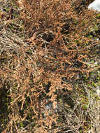 Image of pine barren goldenheather