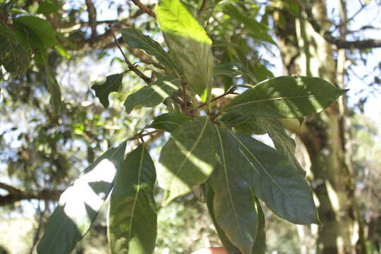 Image of Ocotea odorifera (Vell.) J. G. Rohwer