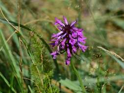 Image de Betonica officinalis L.