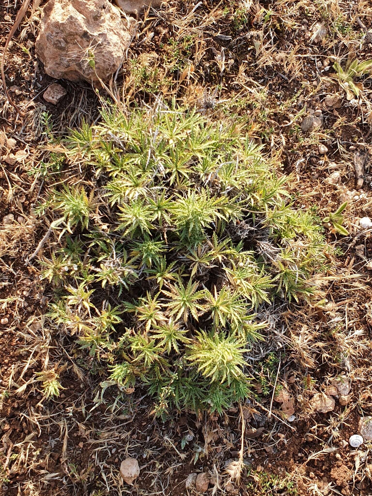 Image of Atractylis caespitosa Desf.