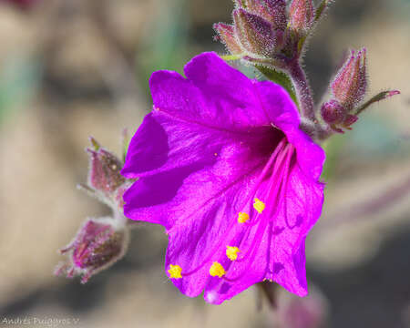 Image of Mirabilis elegans (Choisy) Heimerl