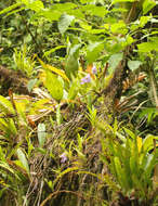 Image de Utricularia endresii Rchb. fil.