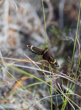 Imagem de Dira clytus Linnaeus 1764