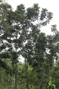 Image de Carapa guianensis Aubl.