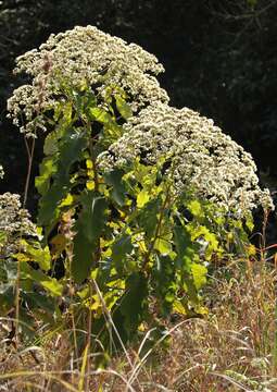 Image of Gymnanthemum myrianthum (Hook. fil.) H. Robinson