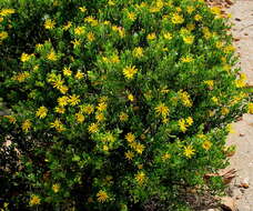 Image of Osteospermum moniliferum subsp. pisiferum (L.) J. C. Manning & Goldblatt