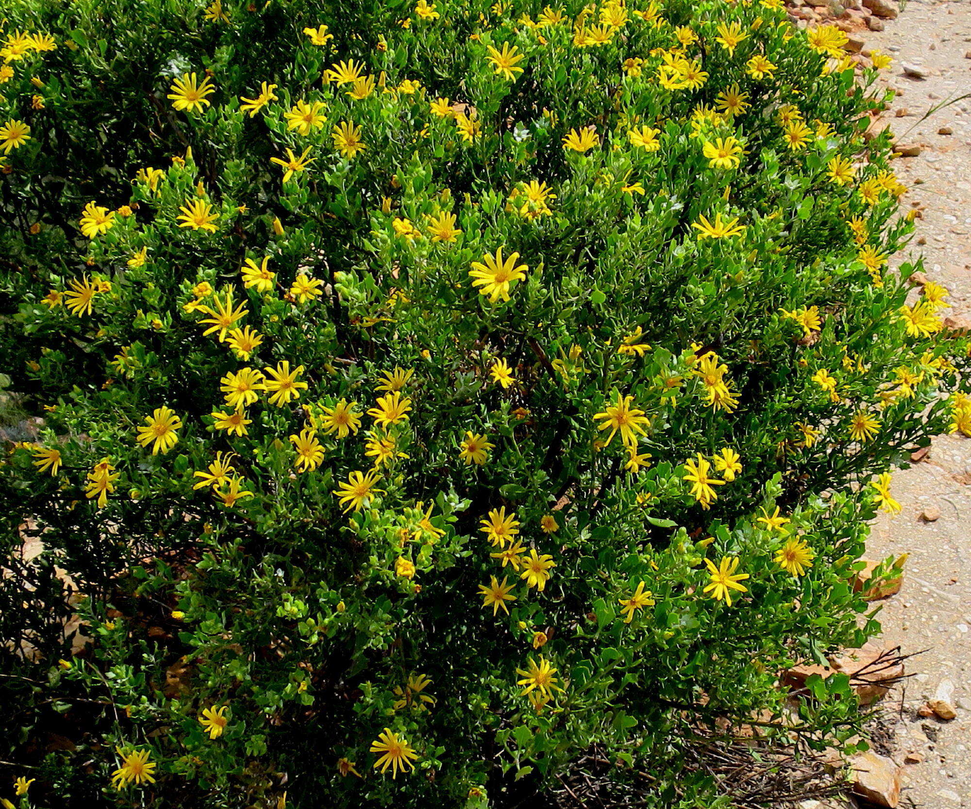 Image of Osteospermum moniliferum subsp. pisiferum (L.) J. C. Manning & Goldblatt