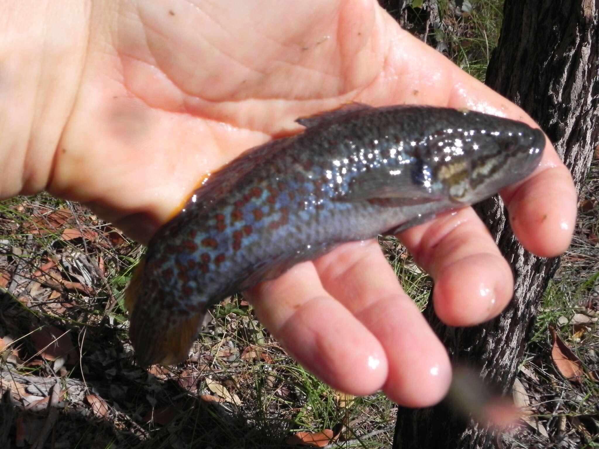 Image of Purple-spotted gudgeon