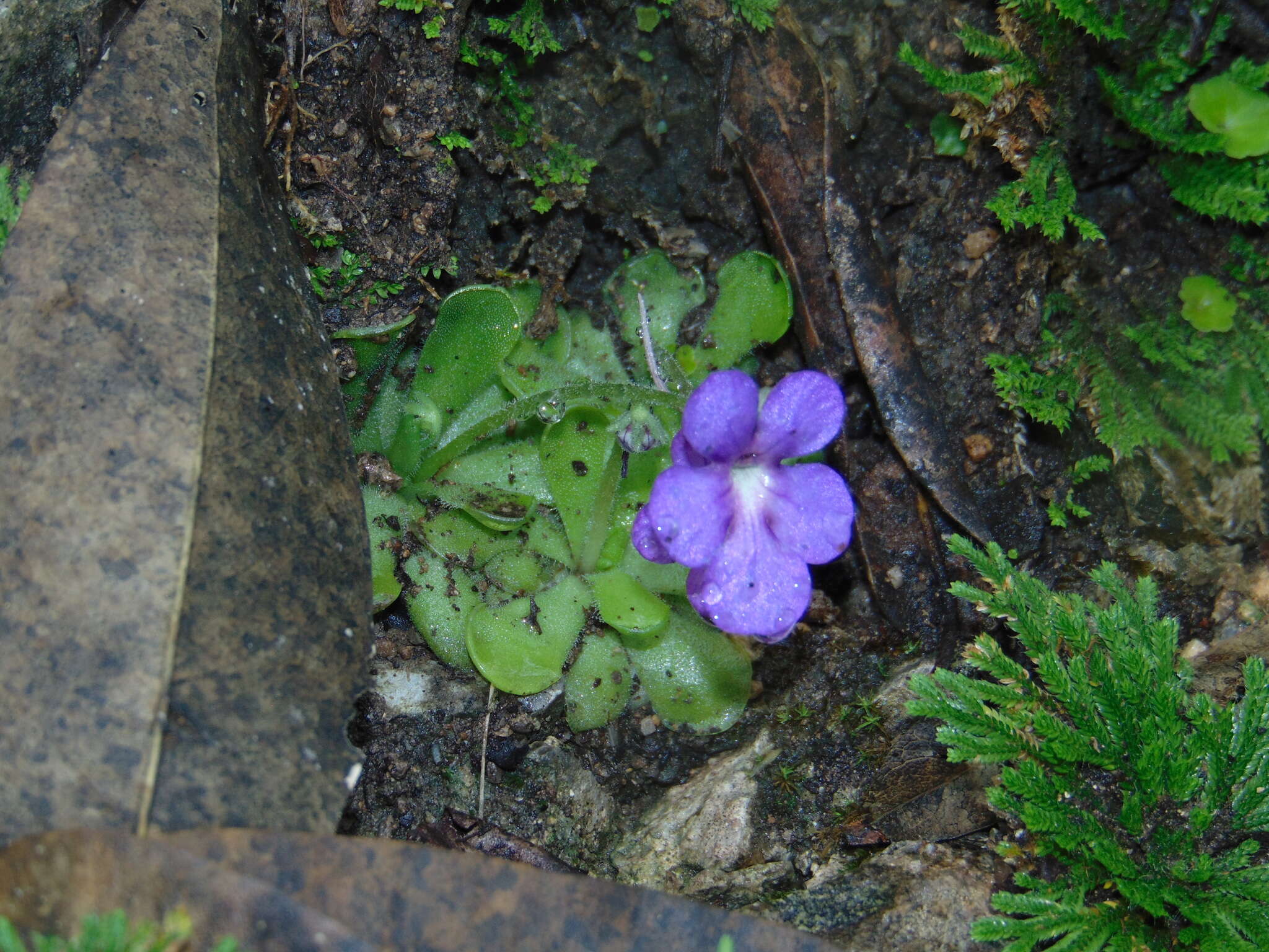 Image of Pinguicula cyclosecta Casper