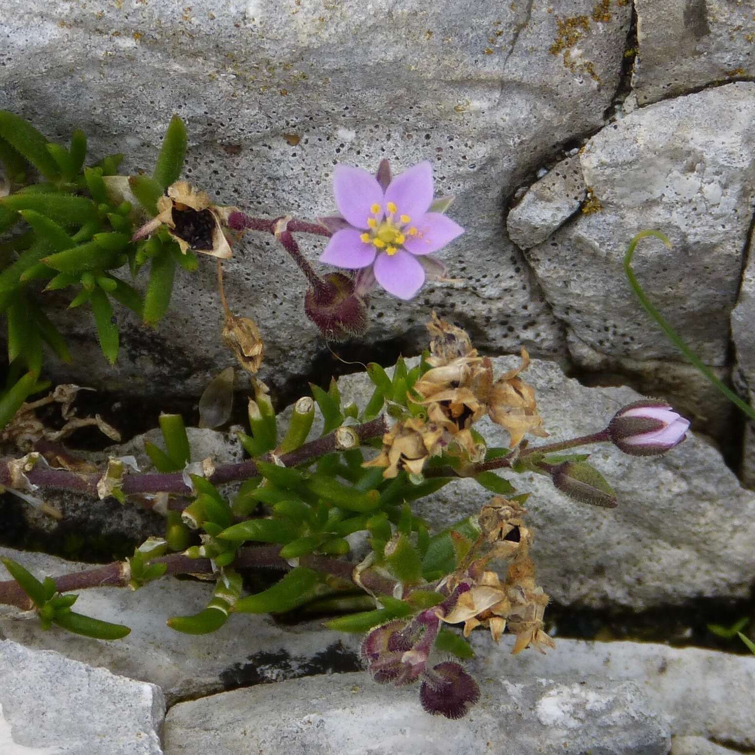 Image of Spergularia rupicola Le Jolis