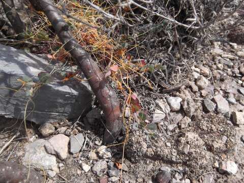 Image of globe dodder