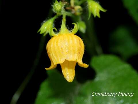 Image of Thladiantha nudiflora Hemsl.