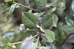 Imagem de Prunus buxifolia Koehne