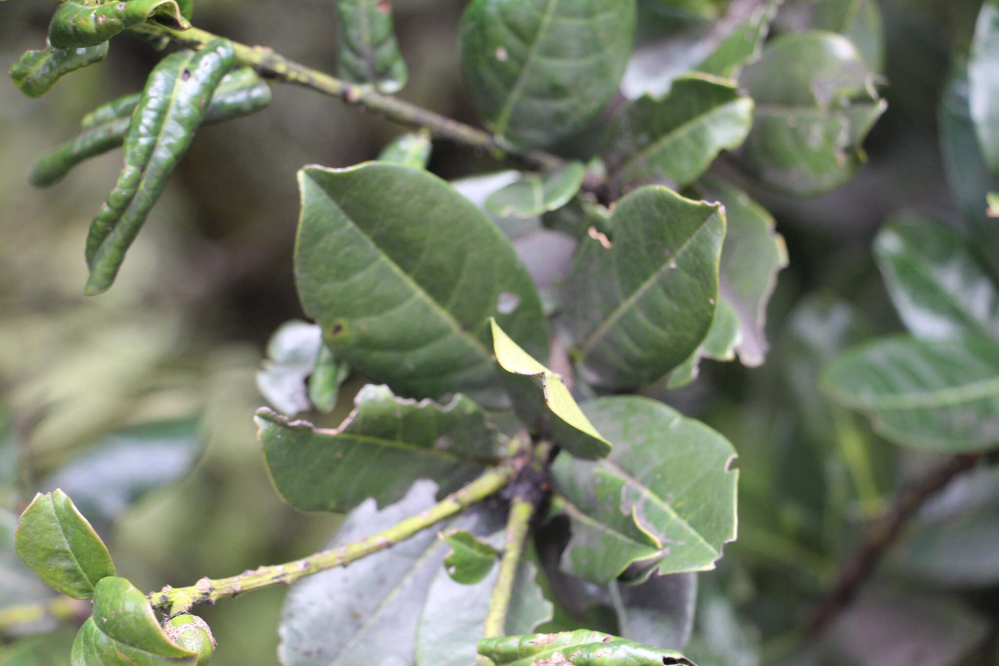 Image of Prunus buxifolia Koehne