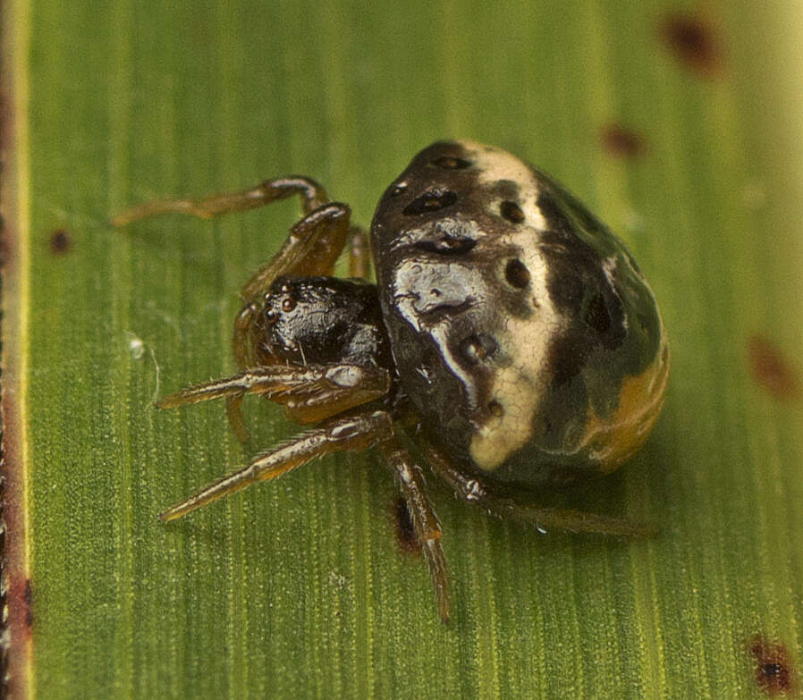 Image of Cyrtarachne tricolor (Doleschall 1859)