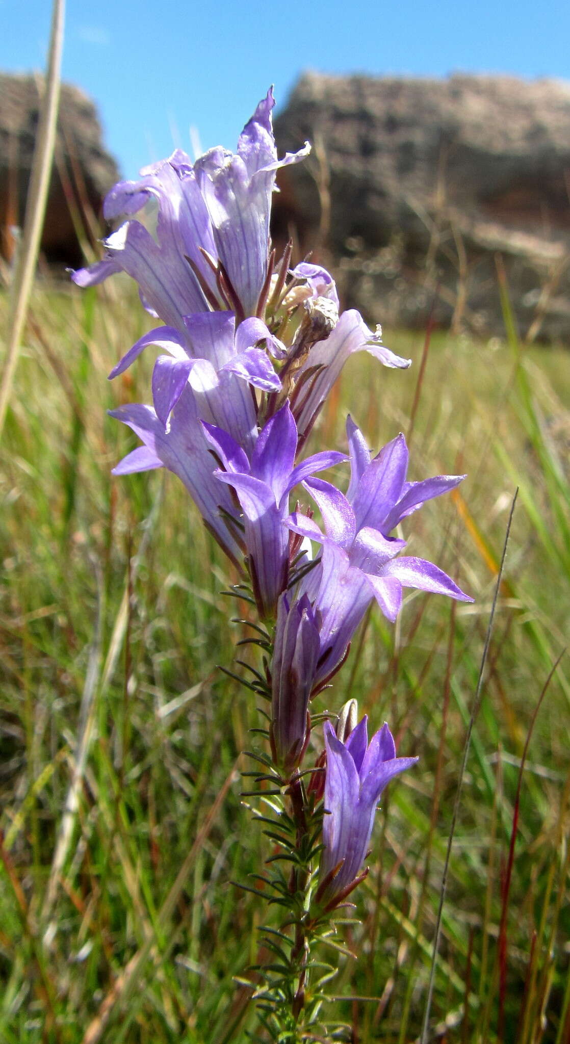 Plancia ëd Wahlenbergia fasciculata Brehmer