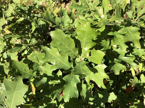 Image of hybrid oak