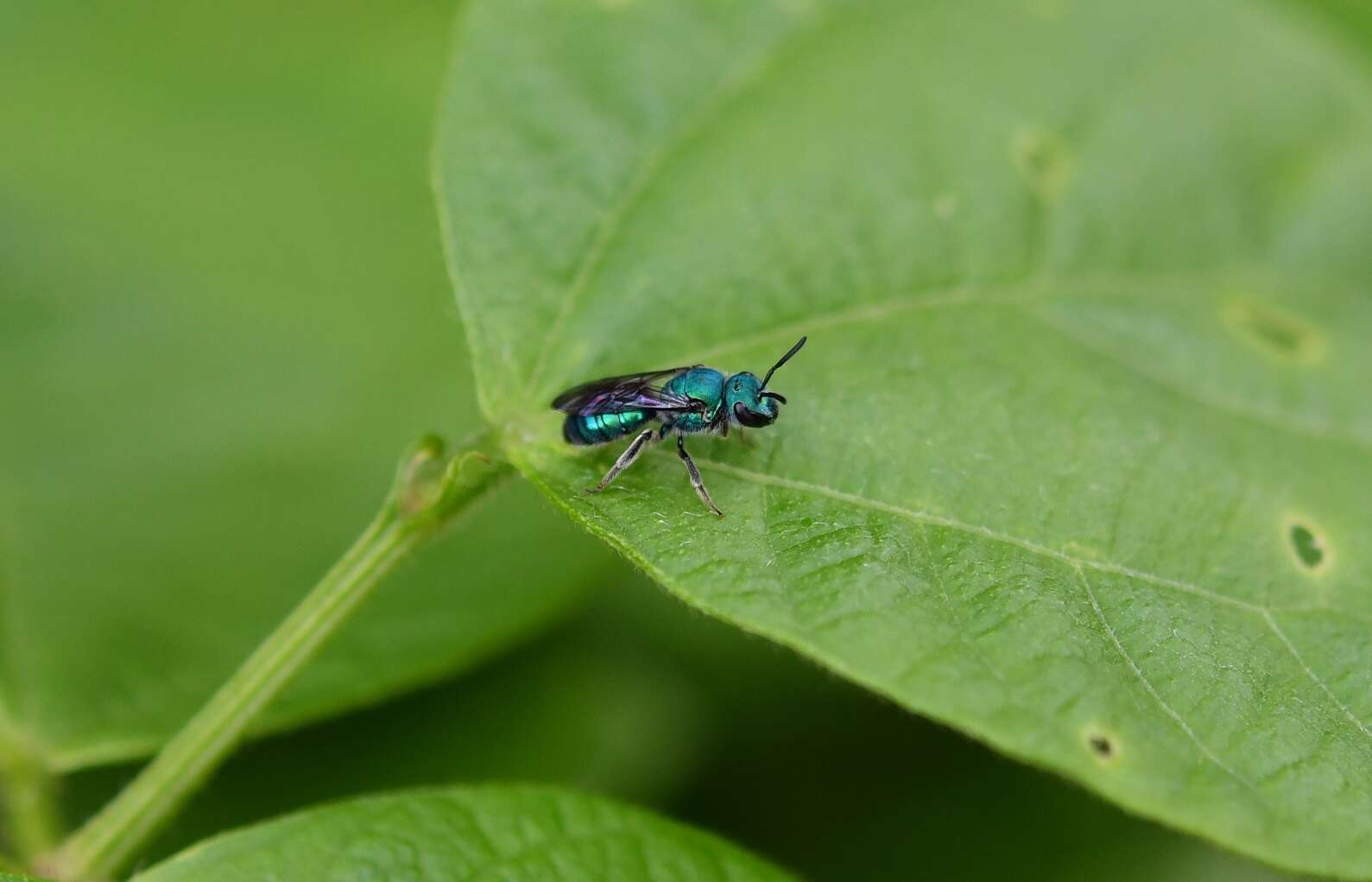 Augochlora azteca (Vachal 1911)的圖片