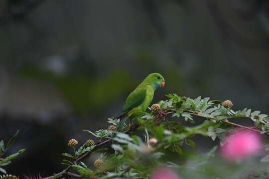 Image of Vernal Hanging Parrot