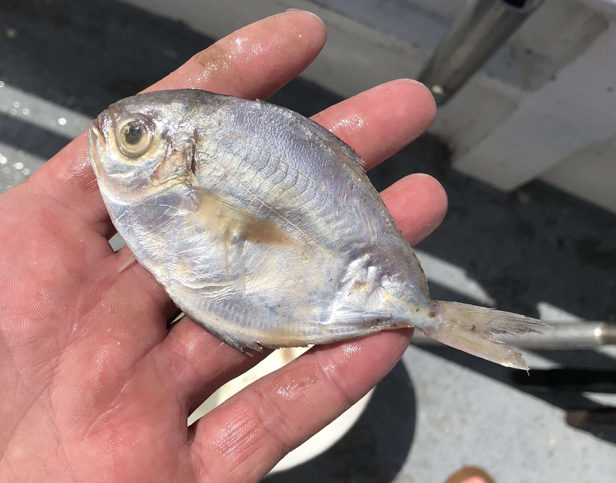 Image of Gulf Butterfish