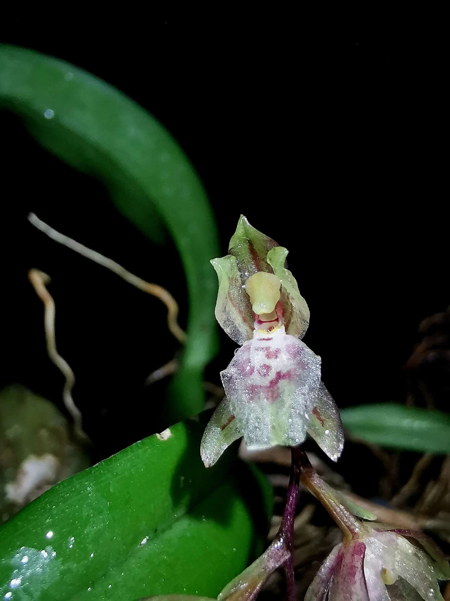 Image of Leochilus oncidioides Knowles & Westc.