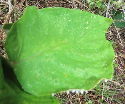 Image of Croton steenkampianus Gerstner