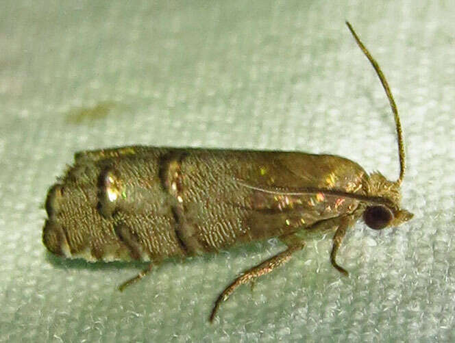 Image of Eastern Pine Seedworm Moth