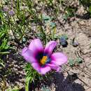 Image of Moraea melanops Goldblatt & J. C. Manning