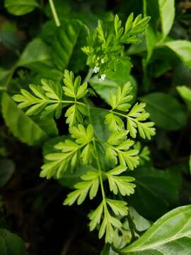 Imagem de Chaerophyllum procumbens (L.) Crantz