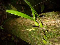 Bulbophyllum clavatum Thouars的圖片