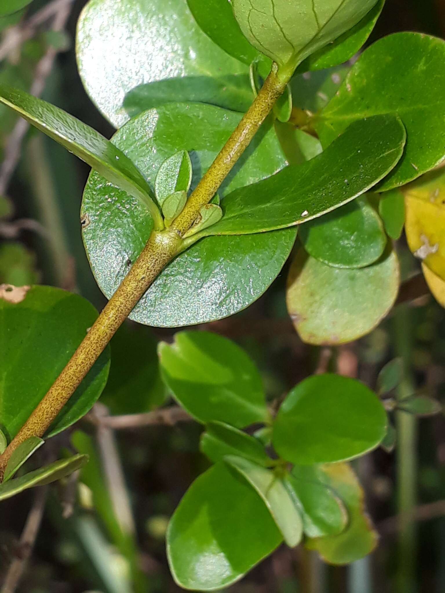 Image of Coprosma neglecta Cheeseman