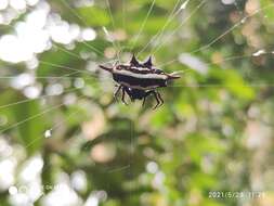 Image of Doria's Spiny Spider