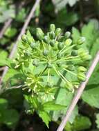 Image de Smilax illinoensis Mangaly