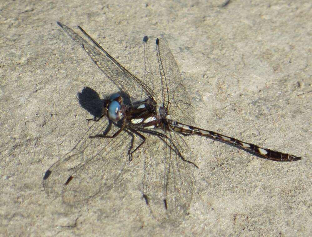 Image of Macrothemis imitans Karsch 1890