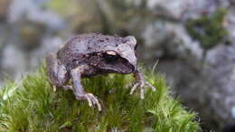 Image of Alsodes cantillanensis Charrier, Correa-Quezada, Castro & Méndez-Torres 2015