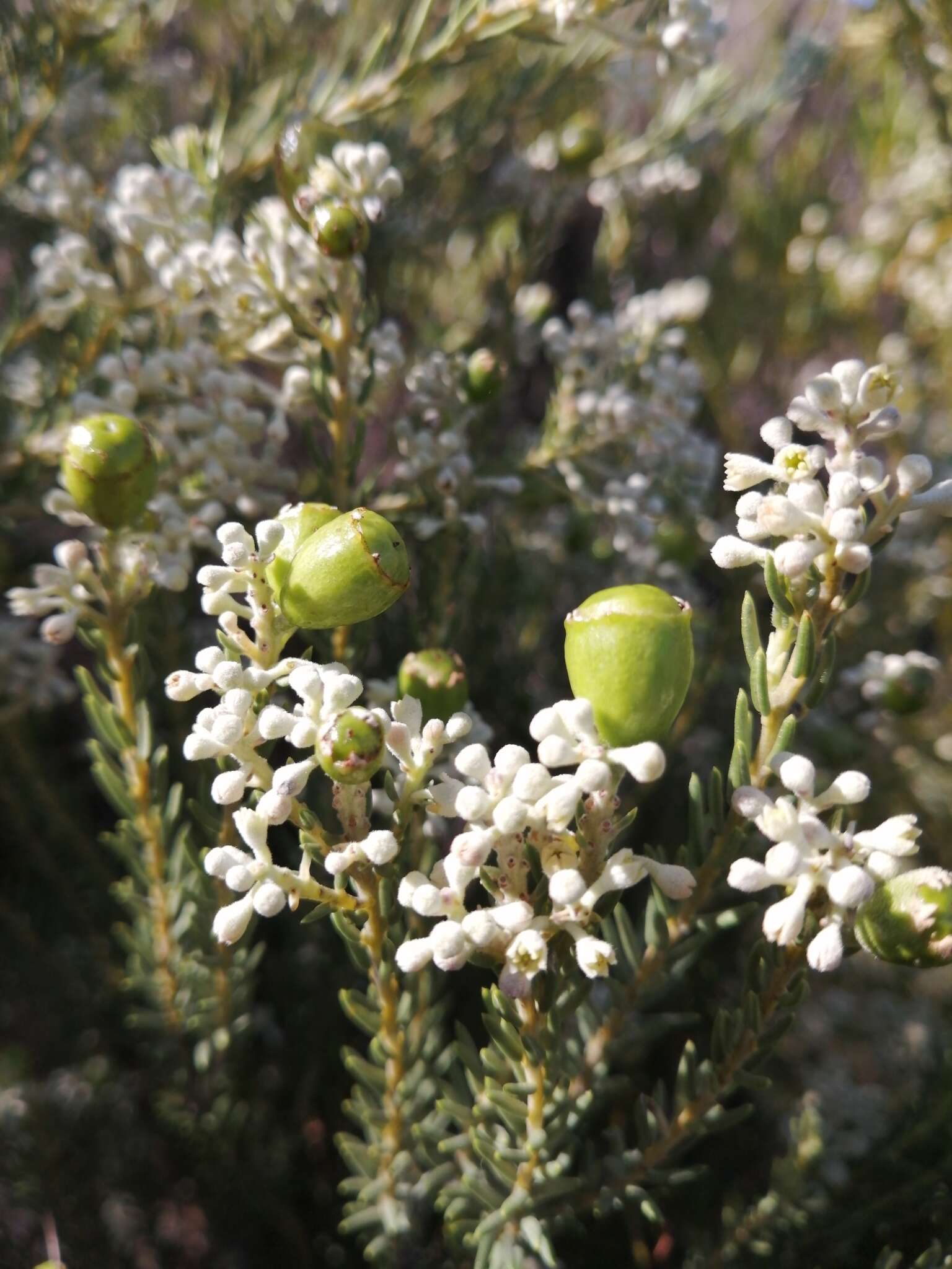 Image of Phylica rigidifolia Sond.