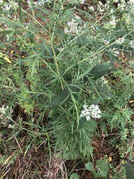 صورة Eupatorium pinnatifidum Ell.