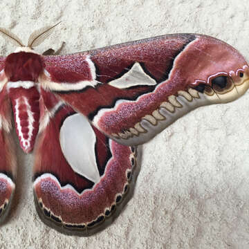 Image of Rothchild's Atlas Moth