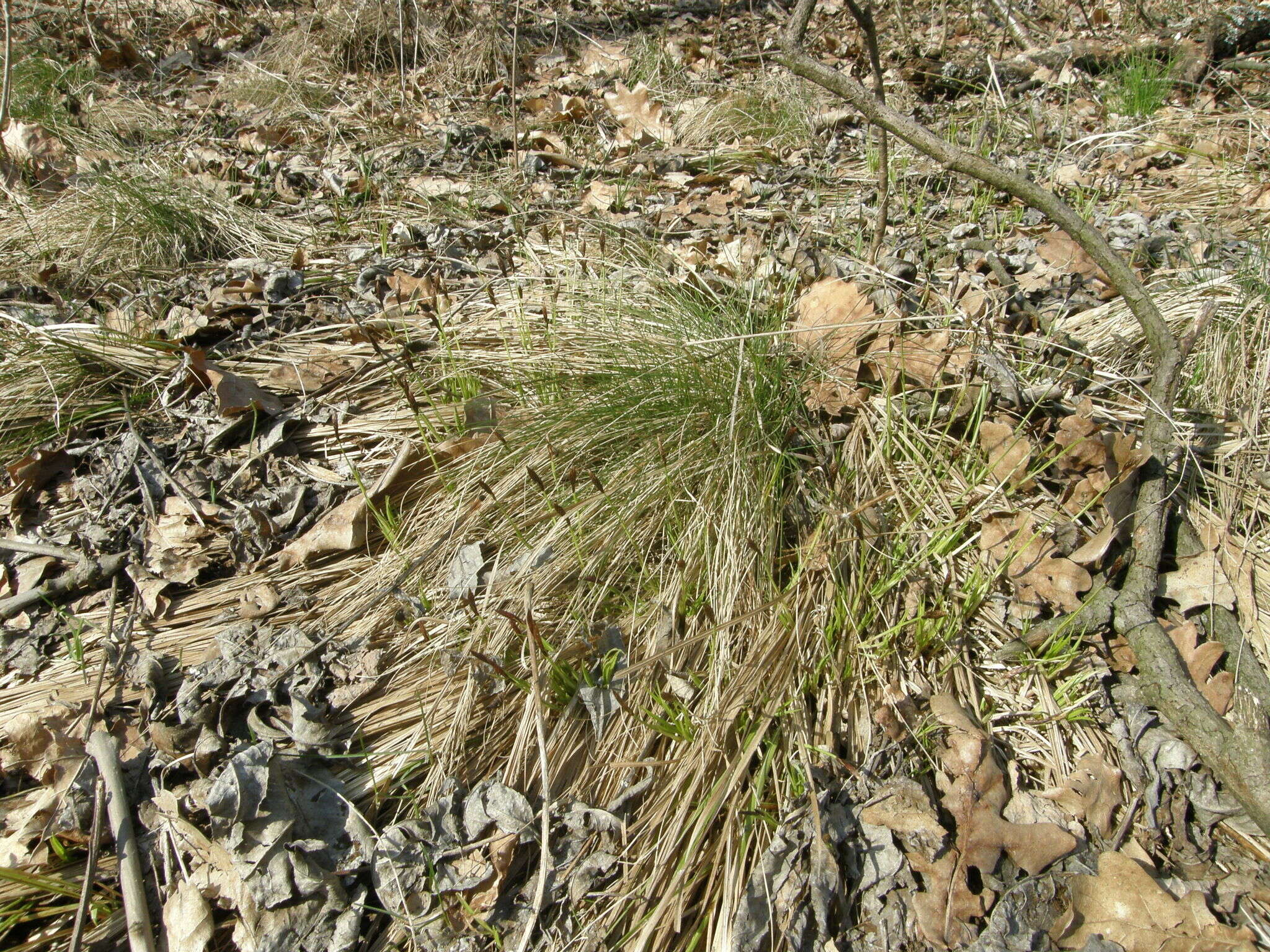 Carex brevicollis DC. resmi