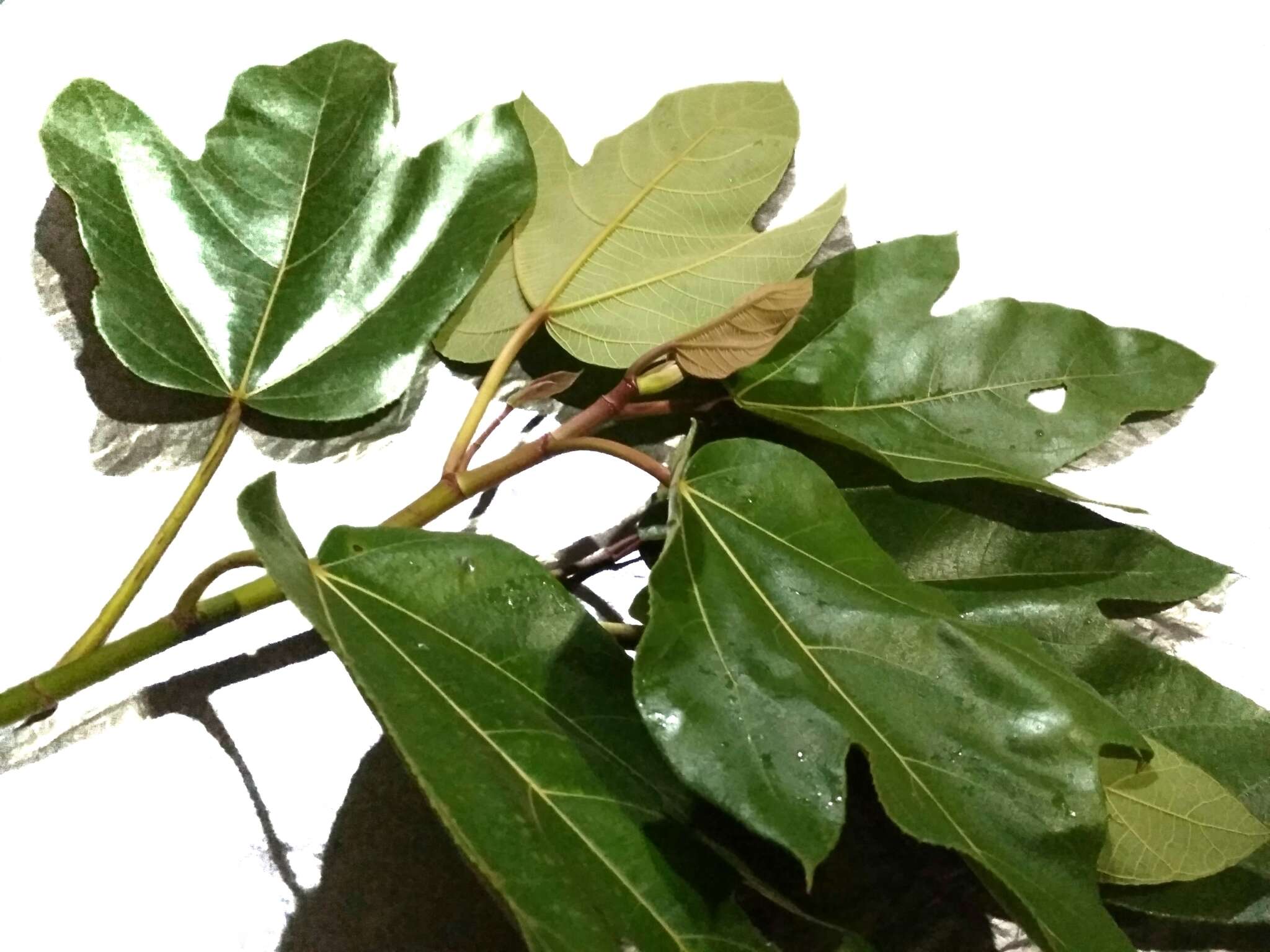 Image of Ficus fulva Reinw. ex Bl.