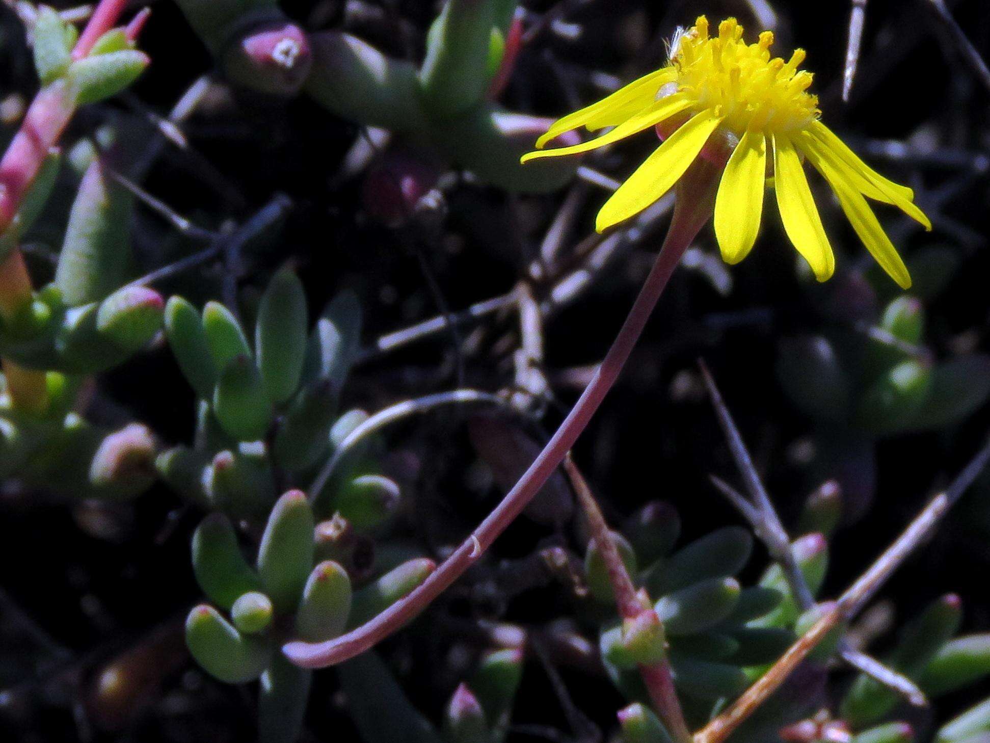 Image of Crassothonna cacalioides (L. fil.) B. Nord.