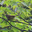 Image of Horornis fortipes robustipes (Swinhoe 1866)